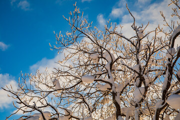 Snow-covered tree branches. Winter forest. 