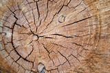 Fototapeta Storczyk - Cracked surface of a cut tree trunk