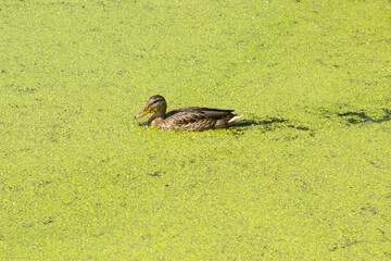 A duck swims in a green duckweed in a city pond.