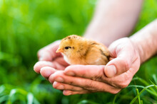 Chicken In Hand. The Small Newborn Chicks In The Hands Of Man.