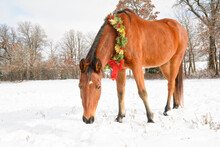 Cute Arabian Horse Wearing A Christmas Wreath With Red And Gold Tinsel And A Large Red Bow, Standing In Snow Covered Winter Pasture