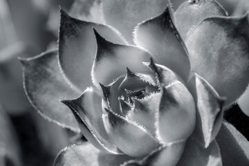 Poster - Hens and chicks, succulents, USA