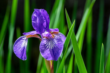 Wall Mural - Siberian Iris, USA