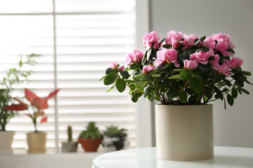 Poster - Beautiful Azalea flower in plant pot on white table indoors, space for text. House decor