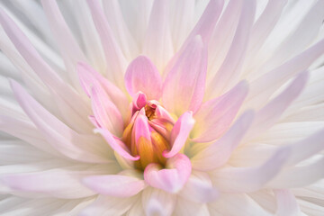 Wall Mural - Pink dahlia, USA.