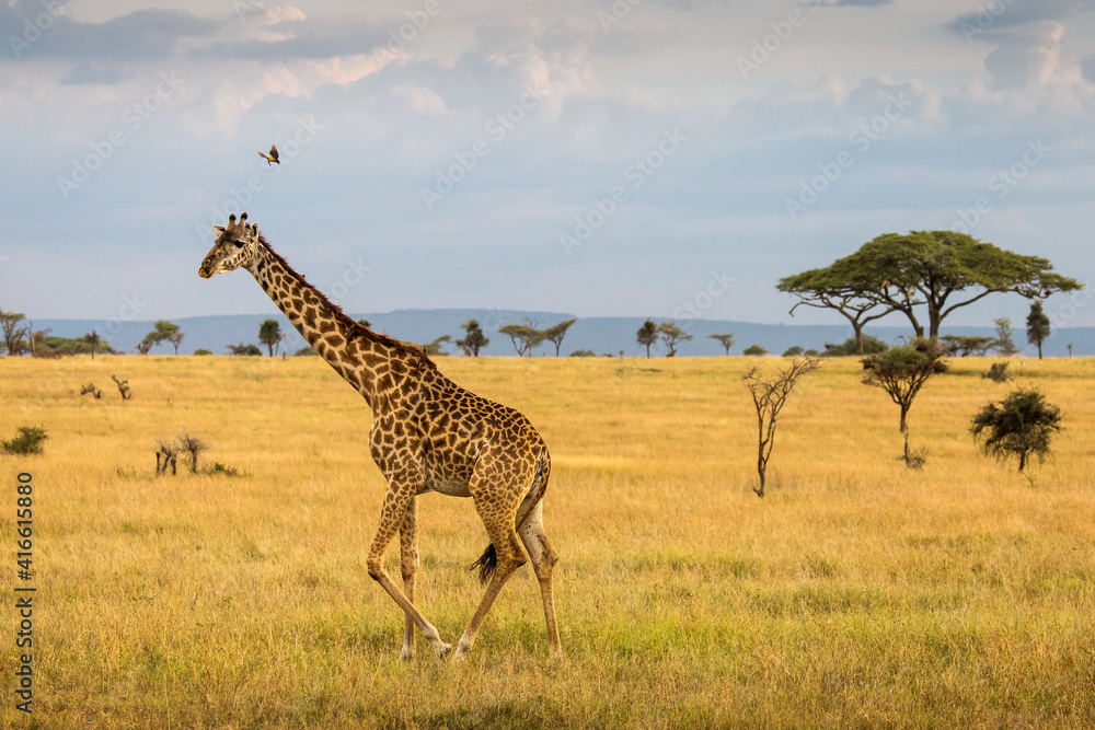Giraffe with trees in background during sunset safari in Serengeti National Park, Tanzania. Wild nature of Africa.. - obrazy, fototapety, plakaty 