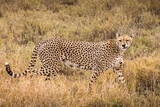 Fototapeta Sawanna - Cheetah in the grass during safari at Serengeti National Park in Tanzania. Wild nature of Africa..