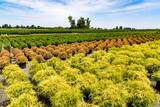 A landscape plant nursery near Salem Oregon