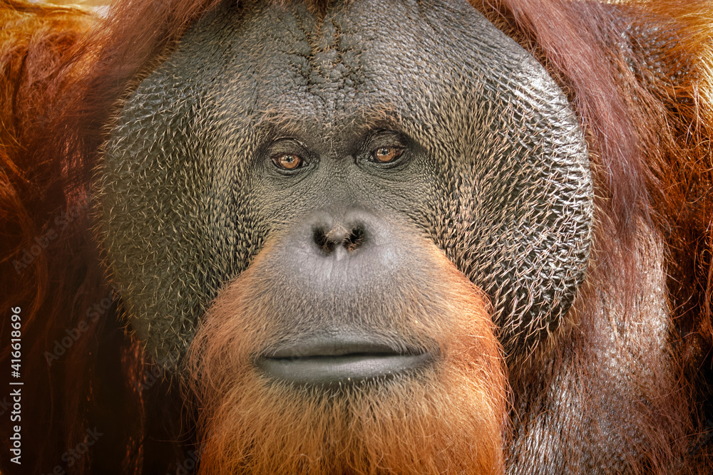 Close-up of Orangutan face. - obrazy, fototapety, plakaty 