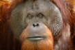 Close-up of Orangutan face.