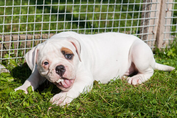 American Bulldog puppy is eating a chicken paw on nature