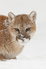 Wall Mural - Mountain lion or cougar.