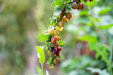Fototapeta Storczyk - Fresh ripe gooseberries berries in garden