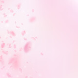 Fototapeta Mapy - Sakura petals falling down. Romantic pink flowers gradient. Flying petals on pink square background.