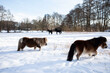 Zwei Pony's und Friesen Pferde rennen auf dem Schneefeld, toben und freuen sich