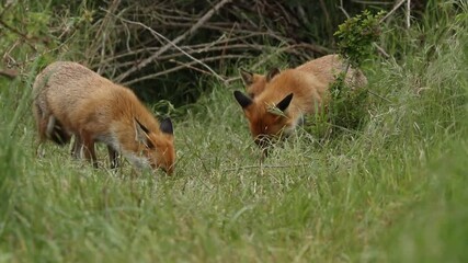 Wall Mural - Two female Red Foxes, Vulpes vulpes and their cute cubs, feeding at the entrance to the den.	