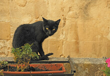 A Black Cat With Yellow Eyes Sits In Front Of A Yellow Wall. His Intense Gaze Catches The Attention. Le Chat Noir.