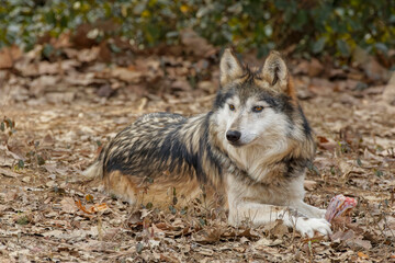  Mexican Wolf.