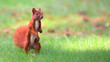 Red squirrel on green grass. Cute Eurasian red squirrel (Sciurus vulgaris) standing on its feet on green grass with blurred out of focus background on sunny summer day.