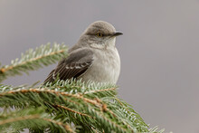 Northern Mockingbird In Winter.