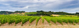 Fototapeta  - A panorama image of a beautiful vineyard in rolling hills near Lincoln Oregon