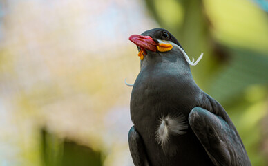 Wall Mural - silly bird with a mustache, portrait of an inca tern