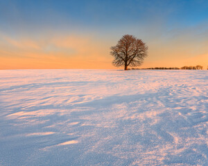 Wall Mural - Winter landscape with bare tree in snow covered field at sunrise