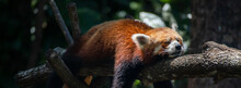 A Red Panda Sleeping On A Tree 
