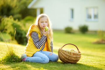 Cute young girl harvesting apples in apple tree orchard in summer day. Child picking fruits in a garden. Fresh healthy food for kids.