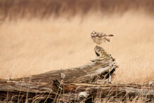 Skagit Bay Near Conway, Washington State, USA. Short-eared Owl Perched On Fallen Dead Tree.