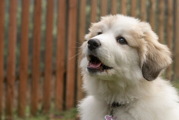 Canvas Print - Issaquah, Washington State, USA. Portrait of a ten week old Great Pyrenees puppy. 