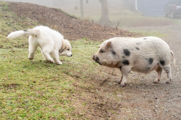 Poster - Issaquah, Washington State, USA. Ten week old Great Pyrenees puppy greeting a mini pig in the barnyard. 