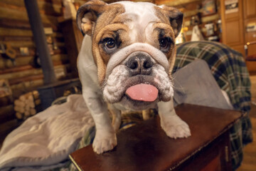 Poster - Issaquah, Washington State, USA. Six month old English Bulldog sticking her tongue out. 