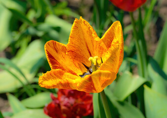 Sticker - Bright spring tulip bud on the tulip field