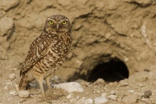 Burrowing Owl At Nest Burrow Entrance