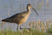 Long-billed Curlew Foraging