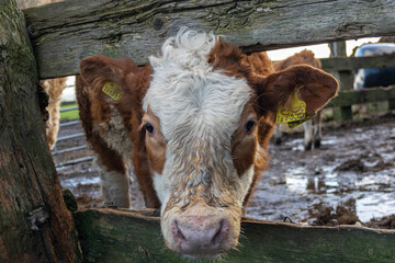 Wall Mural - cow in the farm