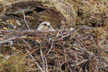 Wall Mural - Rough-legged hawk sitting inside nest