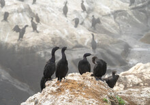 A Group Of Cormorants Resting On A Rock At Depoe Bay On The Oregon Coast