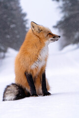 Wall Mural - Fox in Winter