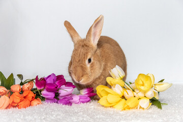 Sticker - Rufus Bunny Rabbit with yellow, orange, purple tulips for Easter and Spring light background copy space
