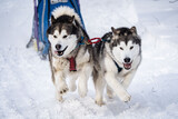 Fototapeta Psy - A dog husky run in the snow
