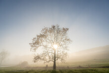 Lone Tree In Morning Mist