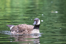 Canada Goose On The Green Water. Wild Goose With A Black Head And Neck And White Cheeks (Branta Canadensis) Swimming In A Pond.