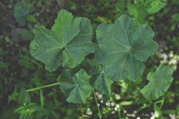 medicinal green mallow leaves coming out of the ground