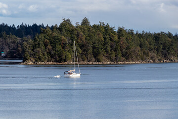 Wall Mural - sailboat in calm water on a sunny day in British Columbia, Canada