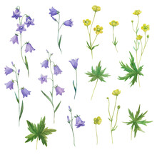 Watercolor Set With Meadow Flowers, Isolated On White Background, Bellflower Branches And Buttercups
