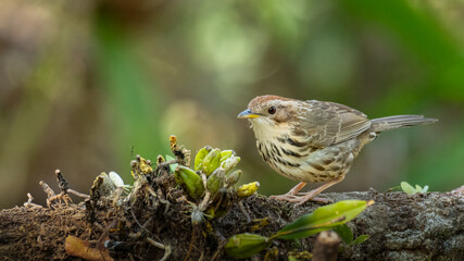 Puff-Throated Babbler perching on a tree trunk