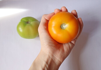 Hand holding  tomato. Orange ripe tomato close up focus, green tomato unripe tomato. Home grown fresh organic vegetables fruits white background. 