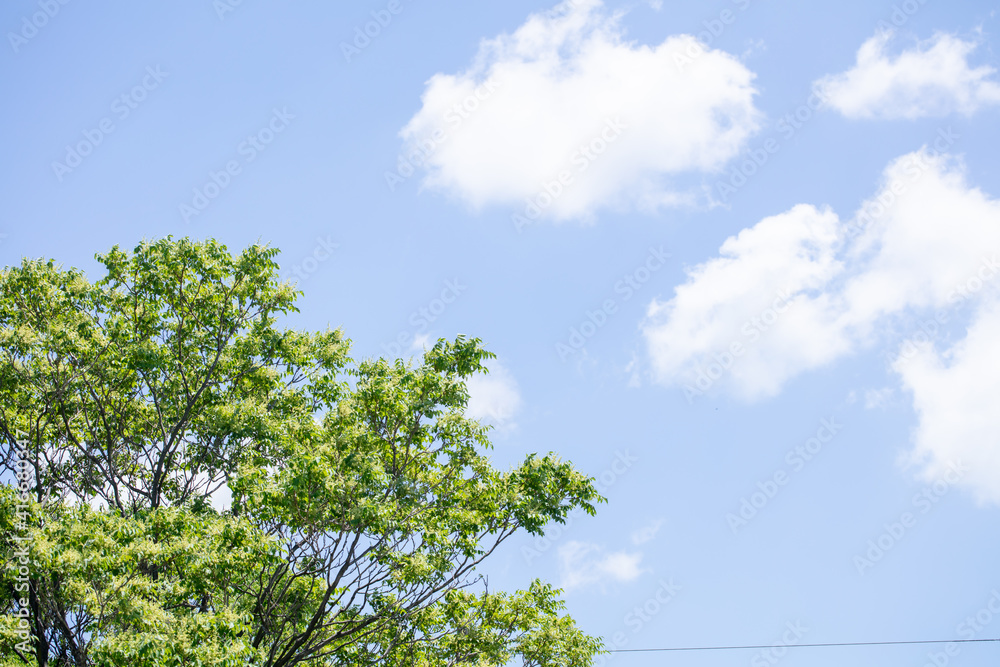 綺麗な青空に新緑の緑 コピースペース Wall Mural Wallpaper Murals 健二 中村